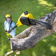 Best Tree and Shrub Care  in Mansfield, LA