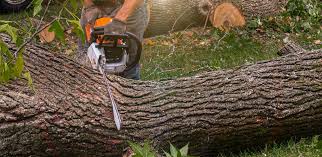 Mansfield, LA Tree Services Company