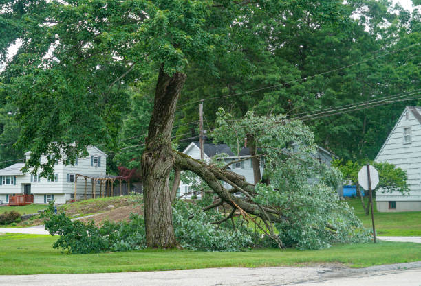 How Our Tree Care Process Works  in  Mansfield, LA